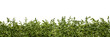 a heap of arugula salad on transparent background PNG file for banner, panorama or border