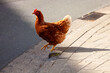 Huhn auf der Straße