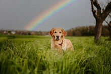 Senior Golden Retriever Dog With A Rainbow On A Field 
