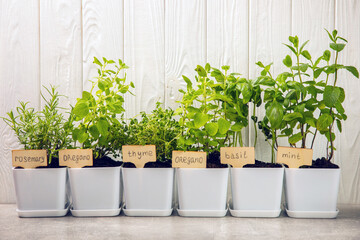 Fresh garden herbs in pots. Rosemary, mint, strawberry, basil, oregano and thyme in white pots. Seedling of spicy spices and herbs. Assorted fresh herbs in a pot. Home aromatic and culinary herbs.