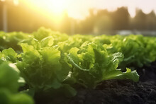 Growing Lettuce In Rows In A Field On A Sunny Day. Background Of Fresh Lettuce Leaves. Closeup Fresh Organic Green Leaves Lettuce Salad Plant. Healthy Natural Food And Vegetable Background Concept. 