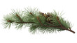 Spruce branch winter. Green fir. Realistic Christmas tree llustration for Xmas cards, New year party posters isolated Transparent png background. Generative ai