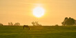 Single horse grazing in a field with rising morning sun.