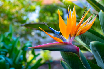 Strelitzia Reginae flower closeup, Bird of paradise flower, Symbol of Madeira island