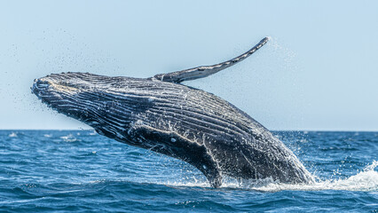 famous whale on a whale watching tour