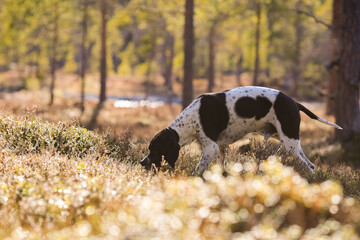 Wall Mural - Dog english pointer