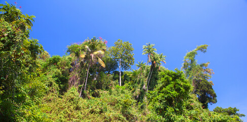 Natural tropical background with palm trees under clear blue sky