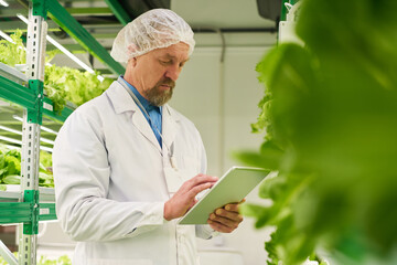 Poster - Mature male scientist or researcher in workwear standing between vertical trusses with green seedlings and looking through online information