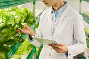 Aufkleber - Close-up of young female researcher in lab coat standing by vertical trusses and touching lettuce leaves while studying new sorts