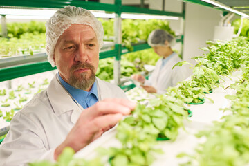 Aufkleber - Mature man in lab coat and cap looking at green lettuce seedlings growing on vertical trusses while studying characteristics of new sorts