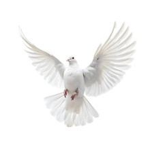 A Free Flying White Dove Isolated On Transparent Background - Generative AI