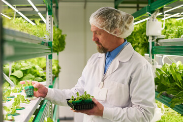 Aufkleber - Side view of professional agro engineer working with lettuce seedlings growing in small pots while standing between vertical trusses