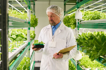 Aufkleber - Mature male agro engineer selecting best and strongest seedlings of lettuce or other leafy vegetables while working over new sorts