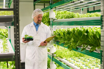 Aufkleber - Mature experrt in agro engineering selecting seedlings of lettuce or other leafy vegetables and looking through information in document