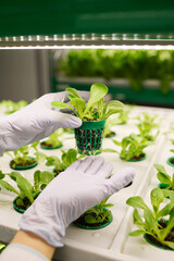 Aufkleber - Hands in protective gloves of young biotechnologist holding small pot with green lettuce seedling growing in fertile soil on vertical trusses