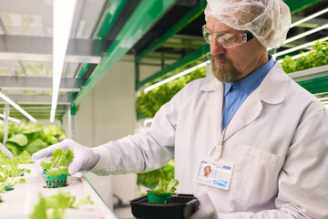 Aufkleber - Mature professional agro engineer choosing green lettuce seedlings growing in small pots with fertile soil for scientific research