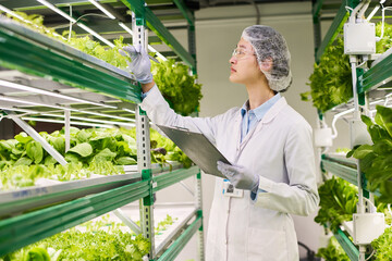 Aufkleber - Side view of young Asian female researcher studying new sorts of lettuce or other leafy vegetables while looking at green seedlings