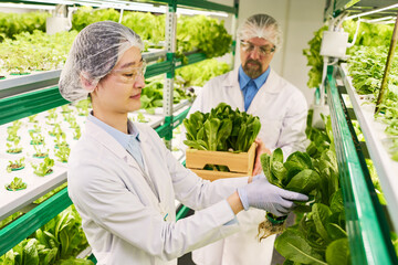 Aufkleber - Young female worker of vertical farm picking green spinach growing on artificial garden bed on trusses while her colleague carrying box