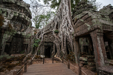 Wall Mural - Ta Prohm Temple in Angkor Archaeological Park, Siem Reap, Cambodia