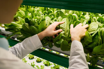 Aufkleber - Hands of young female agro engineer checking green leaves of spinach growing on artificial garden bed of vertical trusses in greenhouse