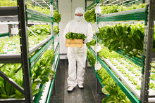 Worker Of Vertical Farm In Protective Coveralls Carrying Box With Spinach Harvest While Moving Along Trusses With Green Seedlings