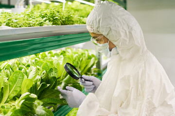 Aufkleber - Side view of young female biotechnologist studying characteristics of new sort of spinach or other leafy vegetables while using magnifying glass