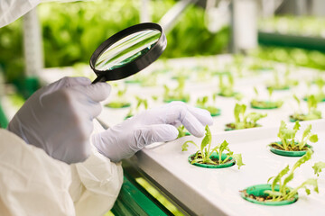 Aufkleber - Close-up of gloved hand of selectionist with magnifying glass touching green sprouts of lettuce growing in small pot on vertical trusses