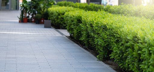 bushes along the sidewalk in the city