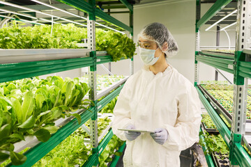 Aufkleber - Young female agro engineer in protective workwear looking at green seedlings of lettuce and other leafy vegetables in vertical farm