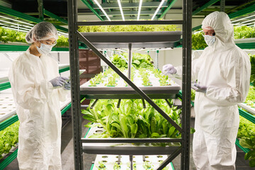 Aufkleber - Side view of two coworkers in hazmat suits and protective masks standing by vertical trusses with green leafy vegetables growing in hothouse