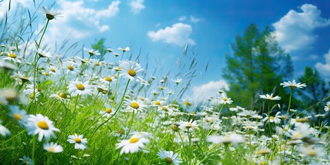AI Generated. AI Generative. Wild daisies in the grass with a blue sky photo realistic illustration. Romantic