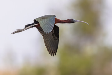 Canvas Print - Glossy ibis flying in habitat