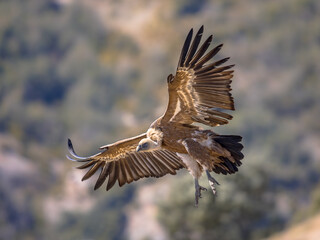 Canvas Print - Griffon vulture flying and landing