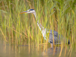 Wall Mural - Grey heron hiding in vegetation