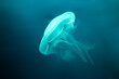 common jellyfish in the ocean under water, cyan