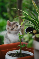 Poster - The concept of pets and environment. Beautiful young tricolor cat with big curious eyes. Charming outdoor tricolor little kitten playing with green leaves of plants in the garden.