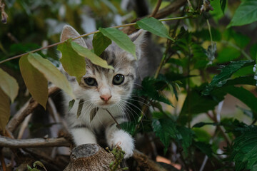 Wall Mural - The concept of pets and environment. Beautiful young tricolor cat with big curious eyes. Charming outdoor tricolor little kitten is playing climbing bushes and trees. Front view.