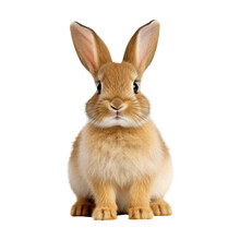 Funny Bunny Or Baby Rabbit For Easter Day On Isolated Background Generative AI