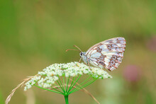 Marbled White Beauty Butterfly Sitting On Cow Parsley Flowers In Summer Green Field