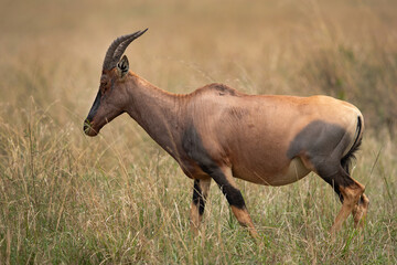 portrait of a topi, masai mara, kenya