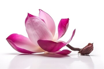 Wall Mural - pink magnolia on transparent background , generate ai