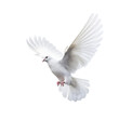 White dove on transparent background Generative AI