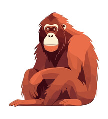 Poster - orangutan on white background