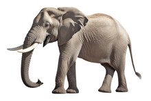 Large Adult Elephant Isolated On White Background, Animal Wildlife Habitat In The Nature Forest, Beautiful Of Life, Massive Body Part, Largest Mammal, With Generative AI.