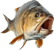 Close up portrait of a swimming carp fish isolated on white or transparent background as PNG, generative AI animal