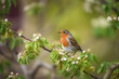 Cute small robin on a flowery berry branch at spring, generative ai 