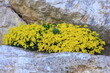 Żółte kwiaty smagliczki pomiędzy skałami