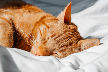 Wall Mural - Cute ginger cat sleeps on the bed