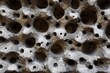 Close up image of oolitic limestone found in ancient buildings in Bath UK.