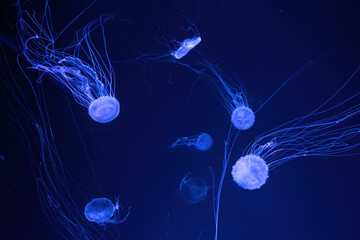 Wall Mural - Group of fluorescent jellyfish swim underwater in aquarium pool with blue neon light. The Atlantic sea nettle chrysaora quinquecirrha in blue water, ocean. Theriology, tourism, diving, undersea life.